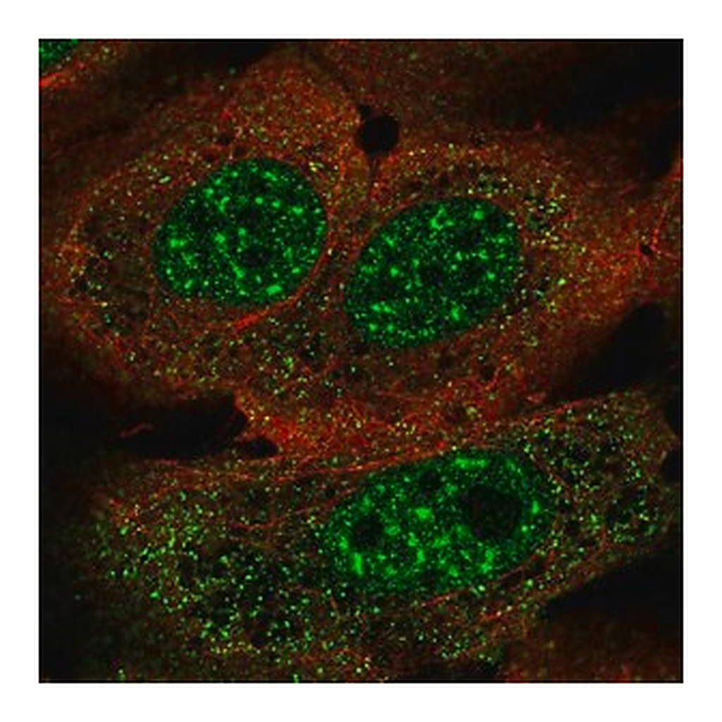 Merck Anti-FOXJ3 antibody produced in rabbit