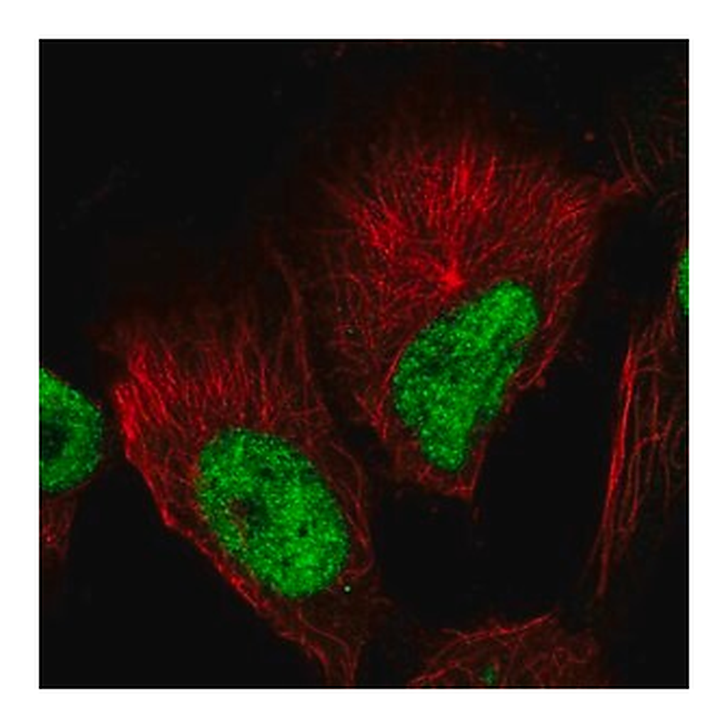 Merck Anti-GABPB1 antibody produced in rabbit