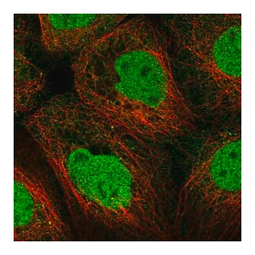 Merck Anti-STK11 antibody produced in rabbit