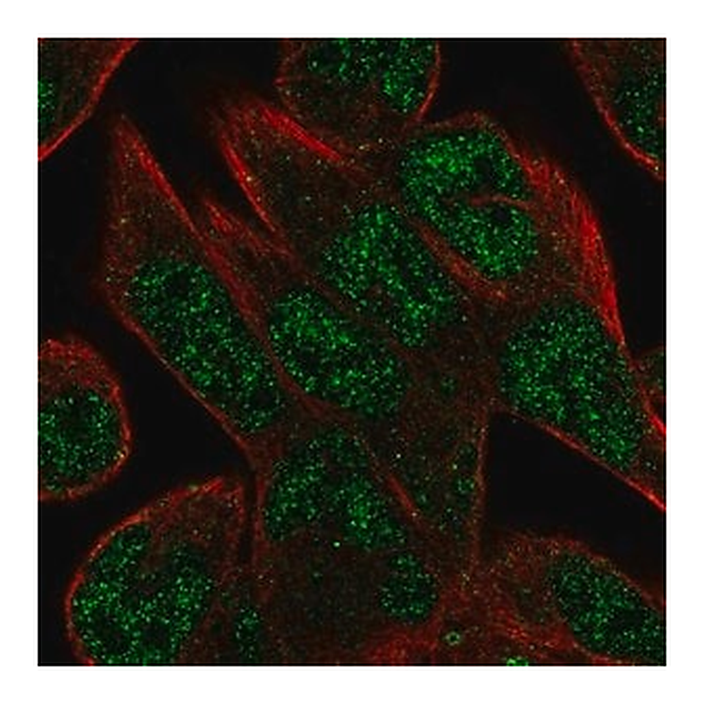 Merck Anti-C16orf72 antibody produced in rabbit