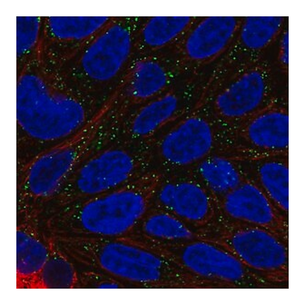 Merck Anti-DAB1 antibody produced in rabbit