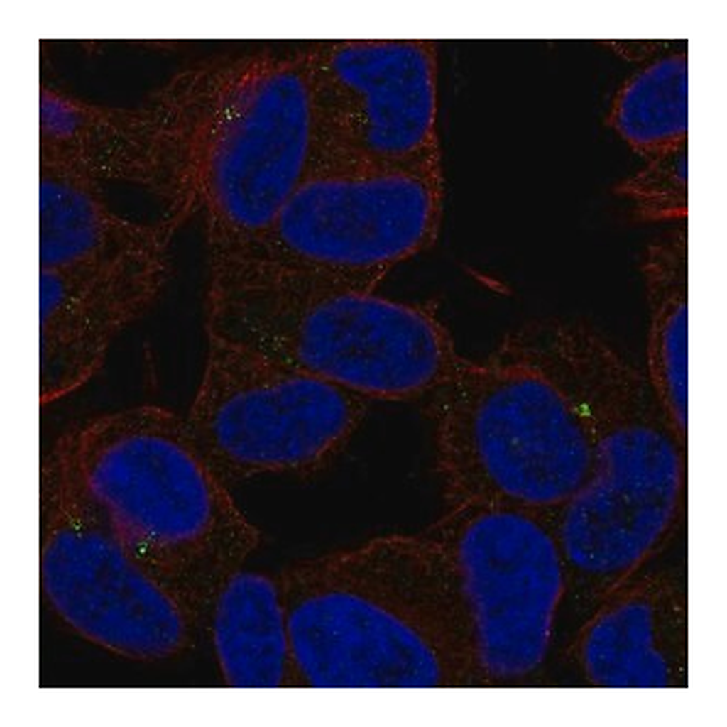Merck Anti-SLC35D3 antibody produced in rabbit