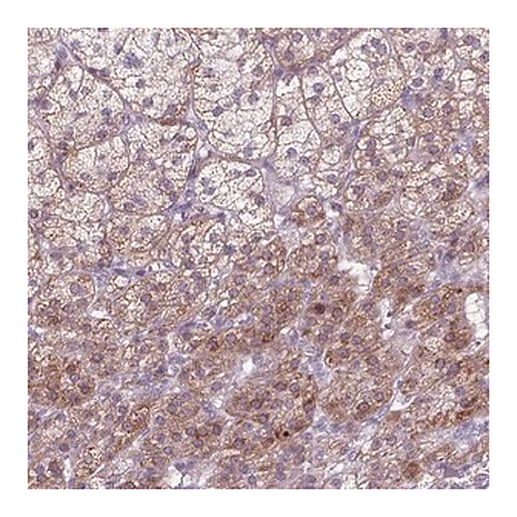 Merck Anti-ADGRV1 antibody produced in rabbit