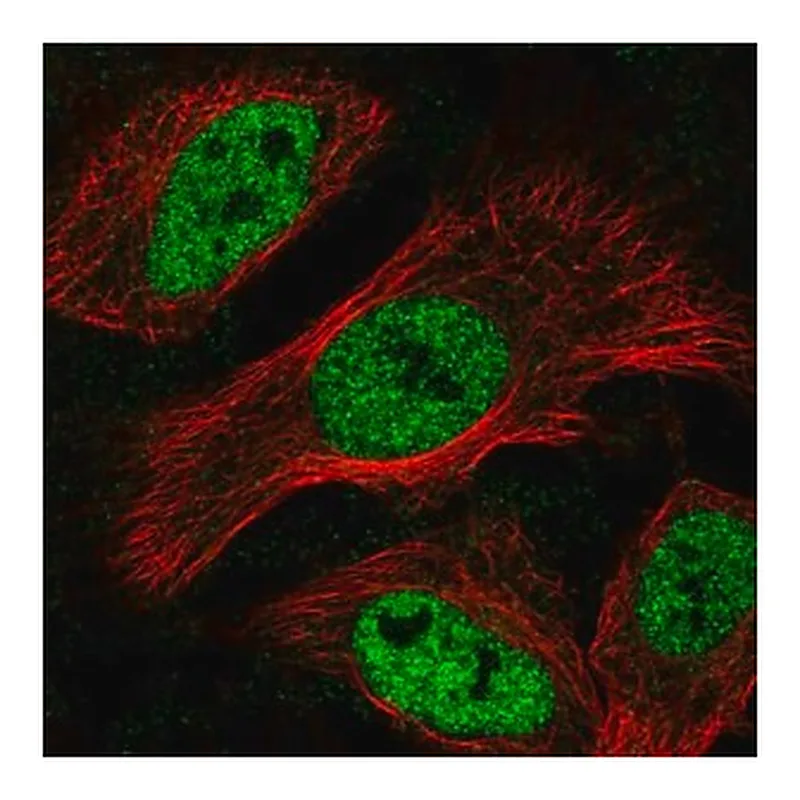 Merck Anti-MNT antibody produced in rabbit