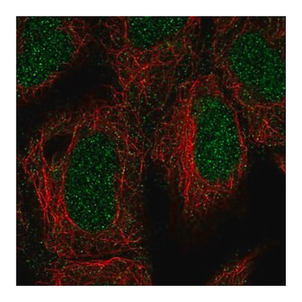 Merck Anti-ING3 antibody produced in rabbit