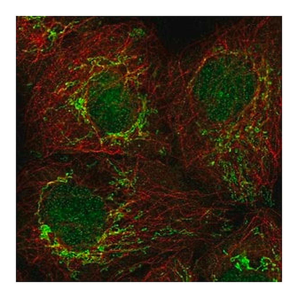 Merck Anti-PSMG4 antibody produced in rabbit