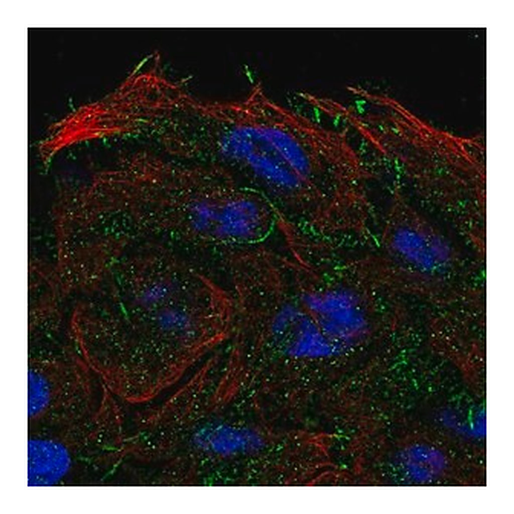 Merck Anti-OXGR1 antibody produced in rabbit