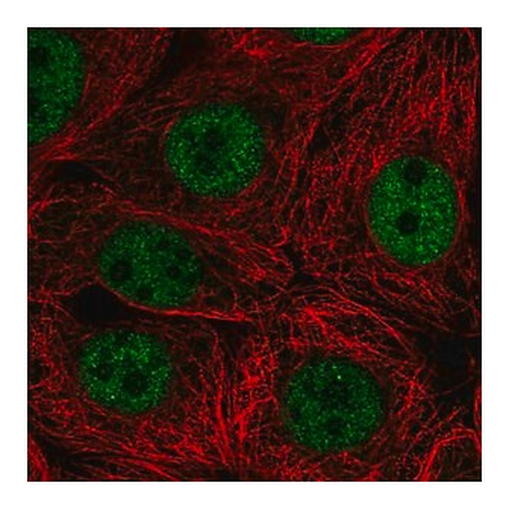 Merck Anti-SCRT2 antibody produced in rabbit