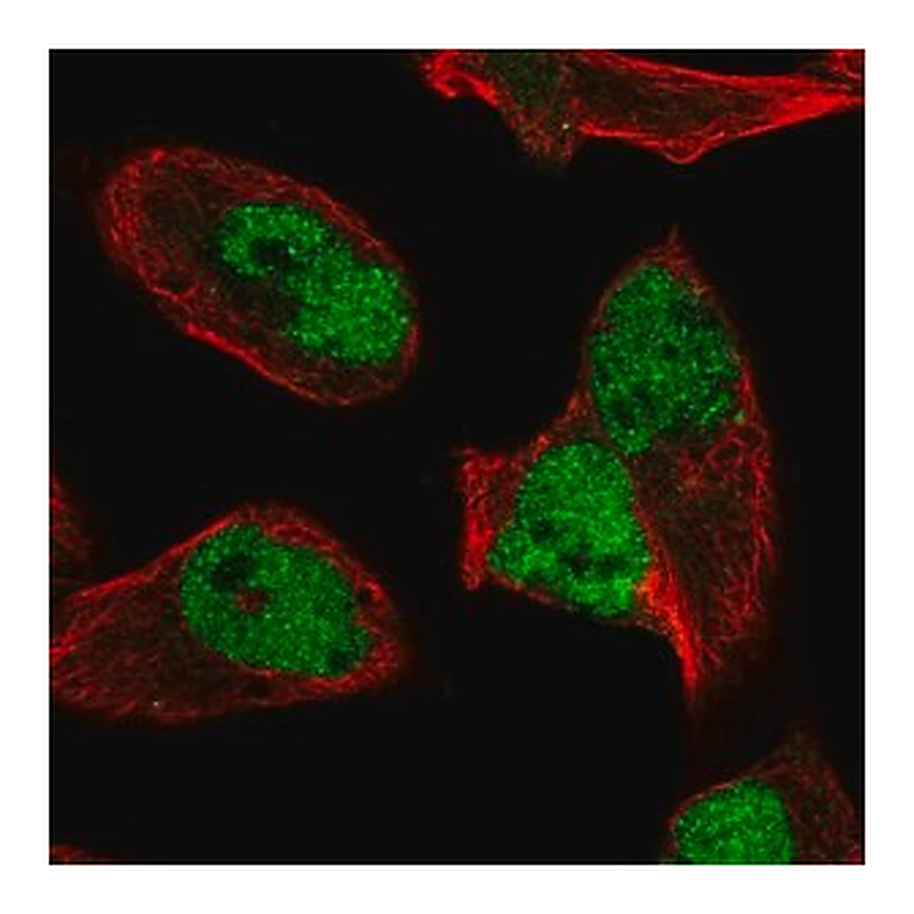 Merck Anti-HNRNPUL2 antibody produced in rabbit