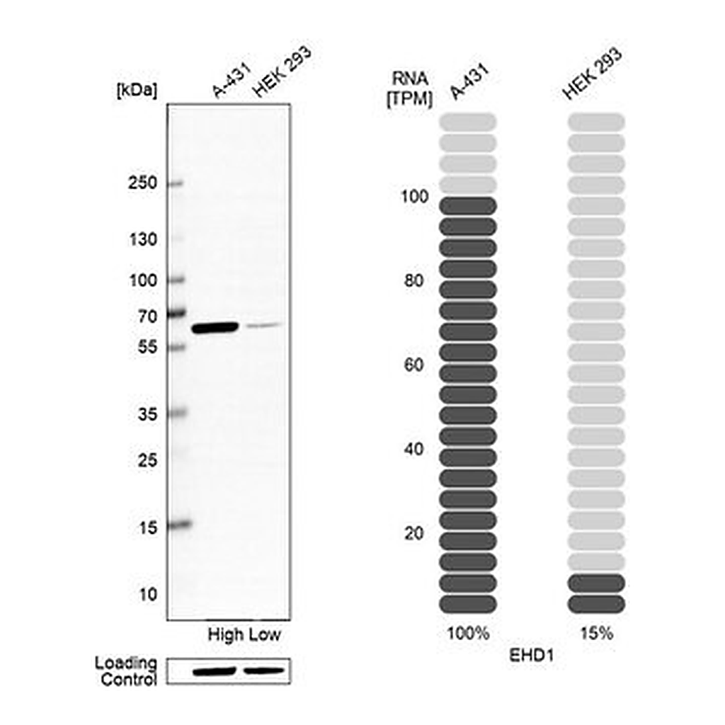 Merck Anti-EHD1 antibody produced in rabbit
