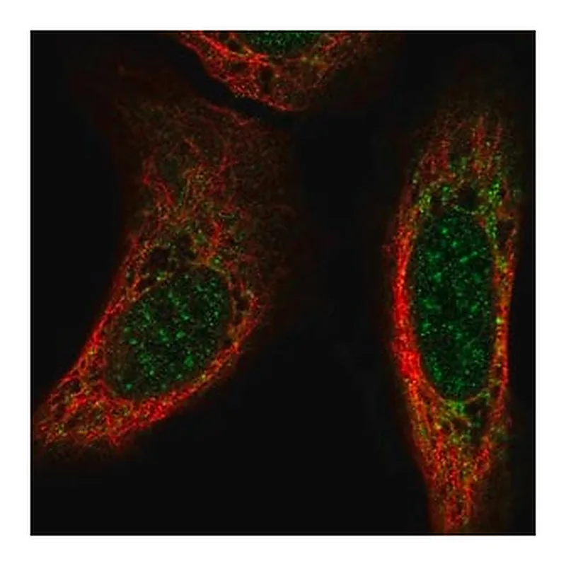 Merck Anti-CSPG5 antibody produced in rabbit