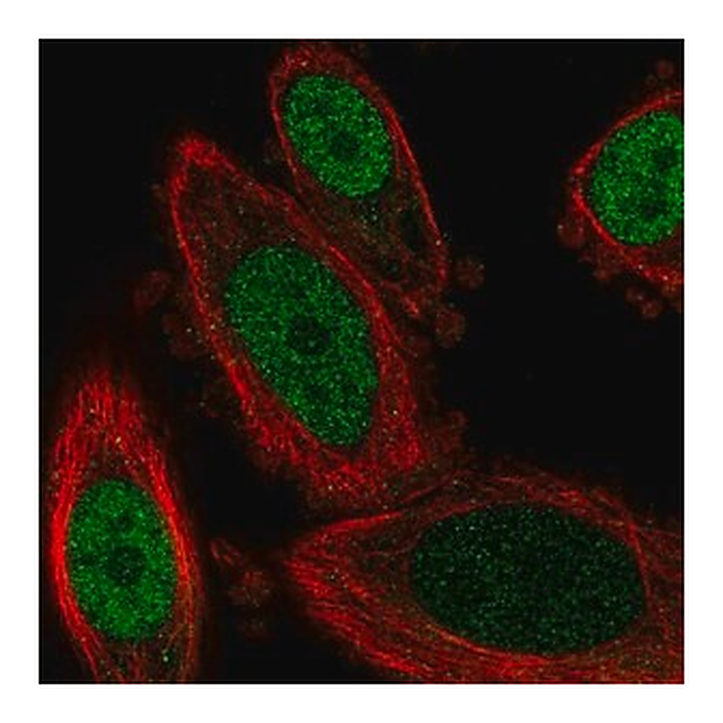 Merck Anti-GBX2 antibody produced in rabbit