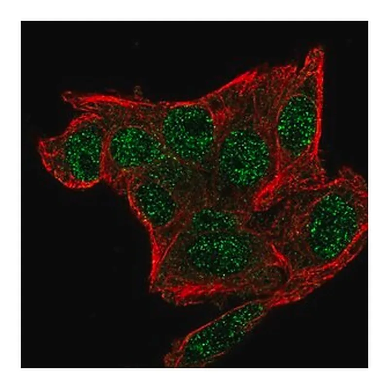 Merck Anti-SNRPG antibody produced in rabbit