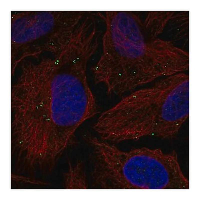 Merck Anti-TMEM198 antibody produced in rabbit