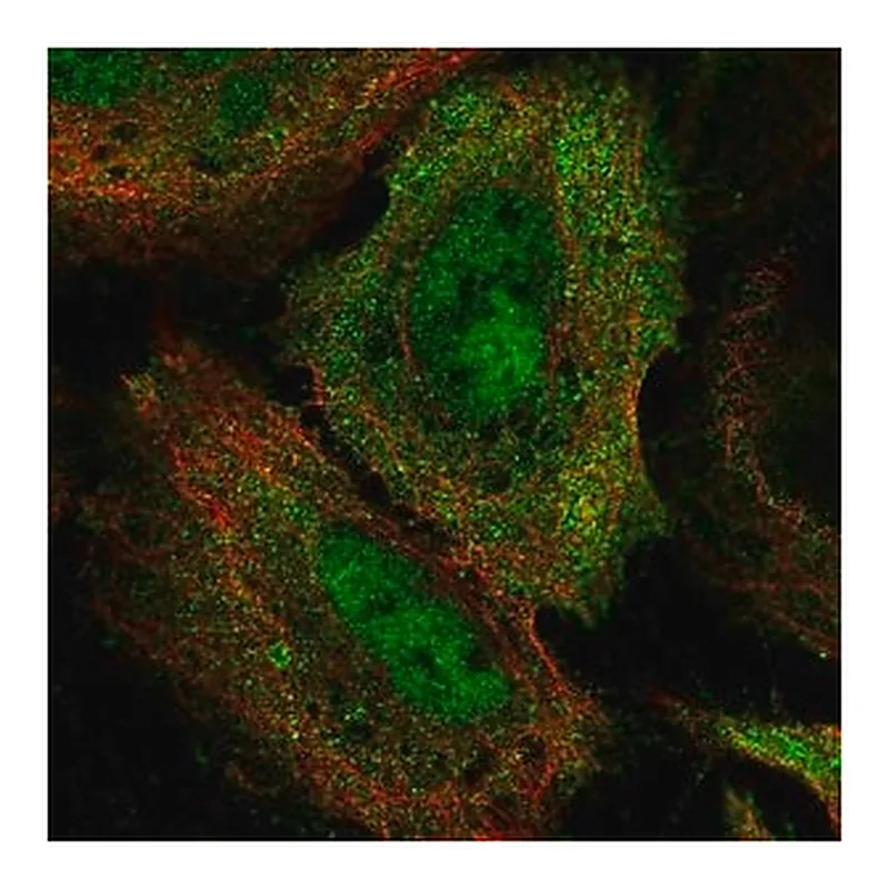 Merck Anti-BRD7 antibody produced in rabbit