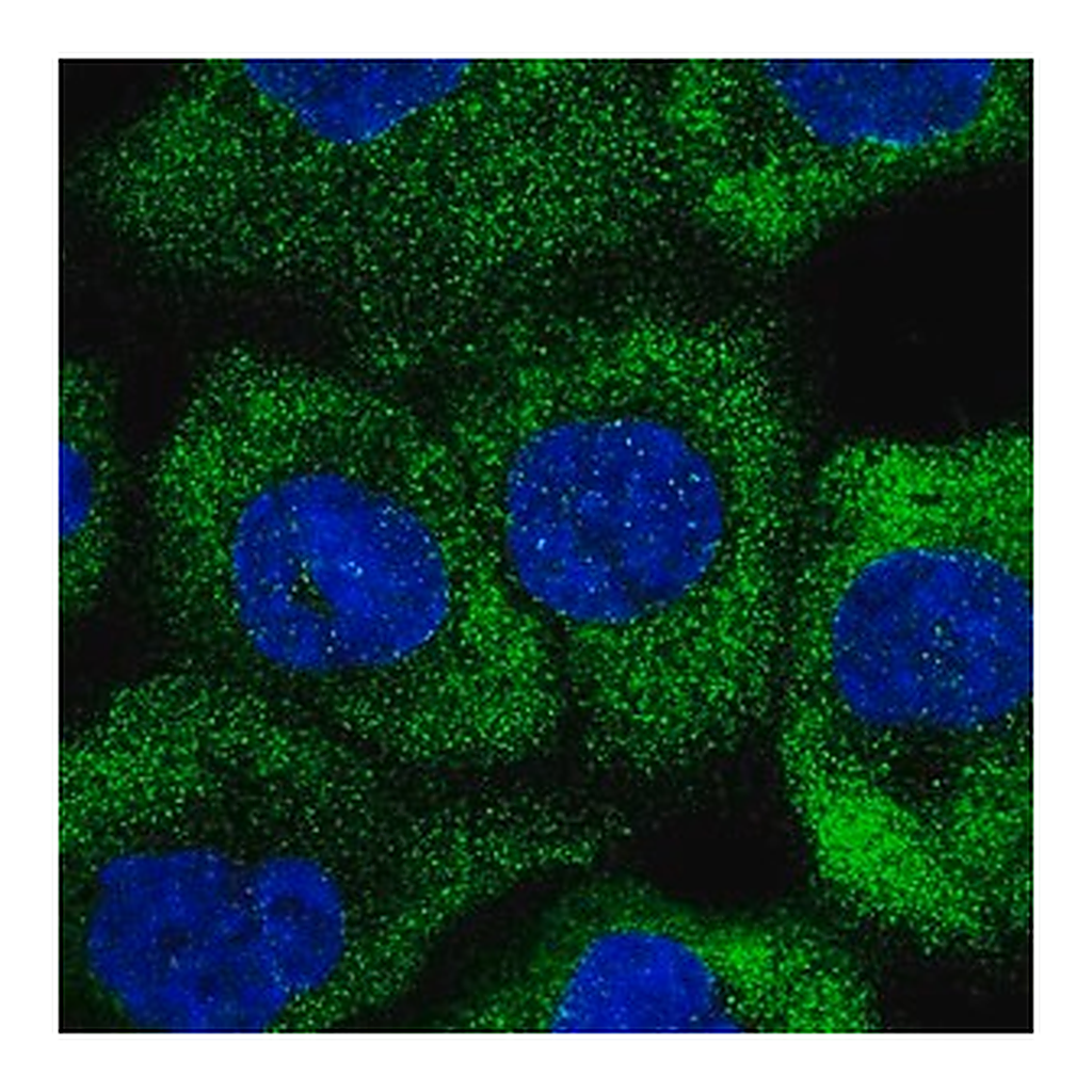 Merck Anti-RNF207 antibody produced in rabbit