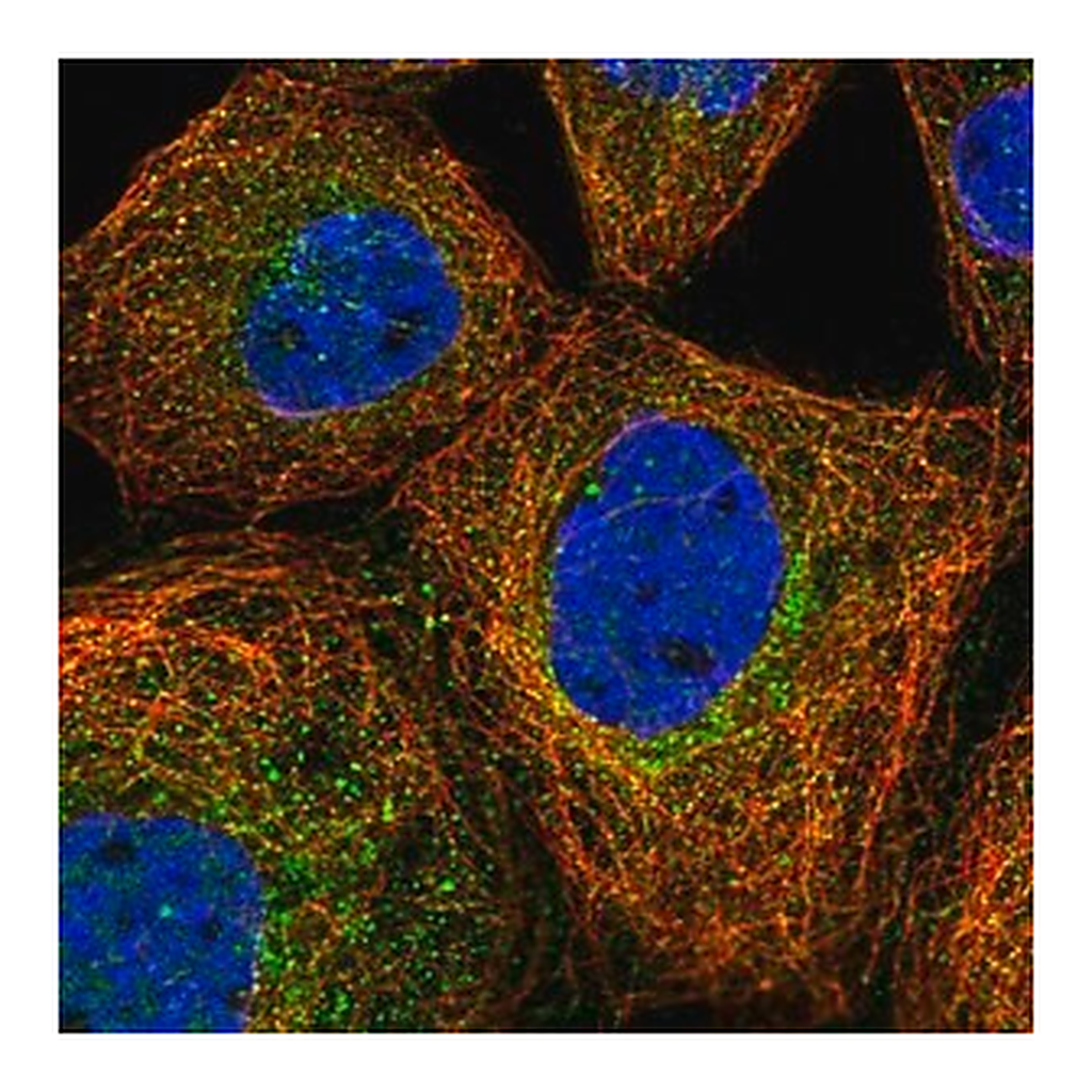 Merck Anti-PRMT9 antibody produced in rabbit