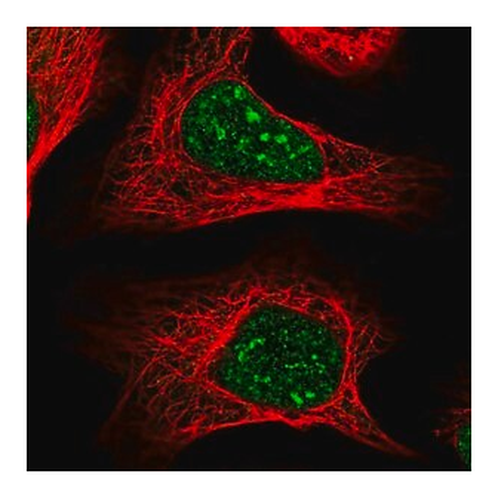 Merck Anti-COPS4 antibody produced in rabbit
