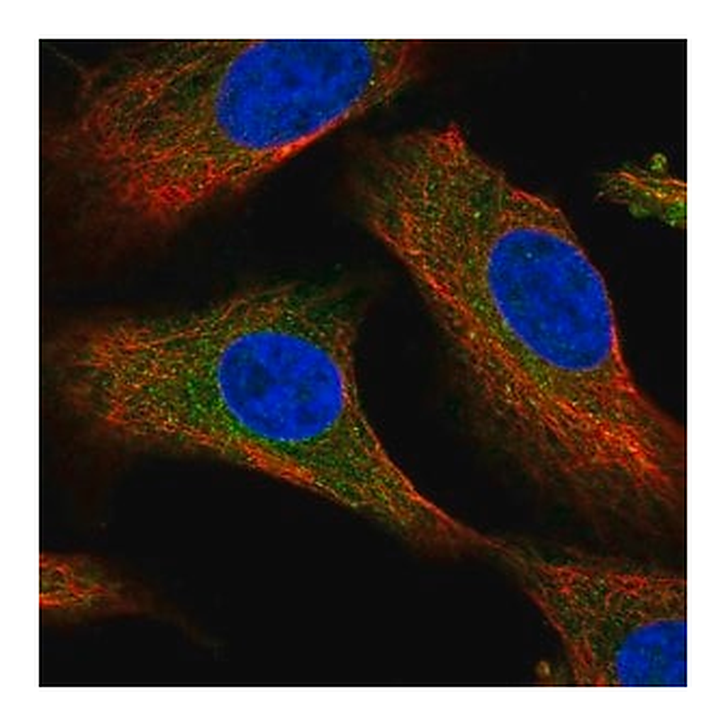 Merck Anti-PDSS1 antibody produced in rabbit