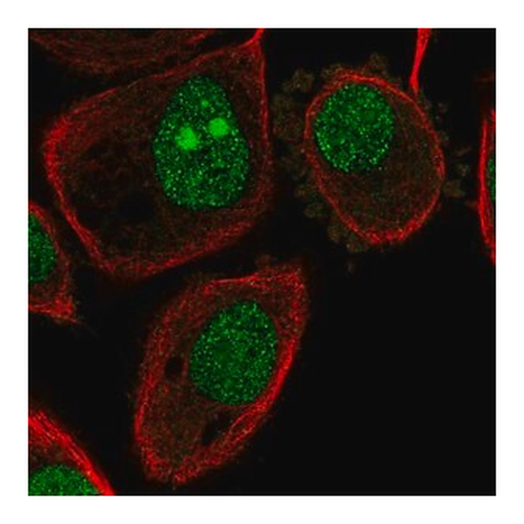 Merck Anti-ATP6V1G1 antibody produced in rabbit