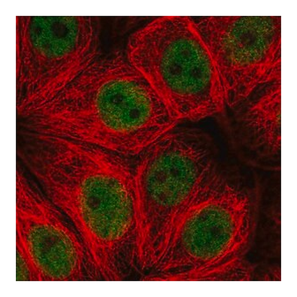 Merck Anti-ZNF821 antibody produced in rabbit