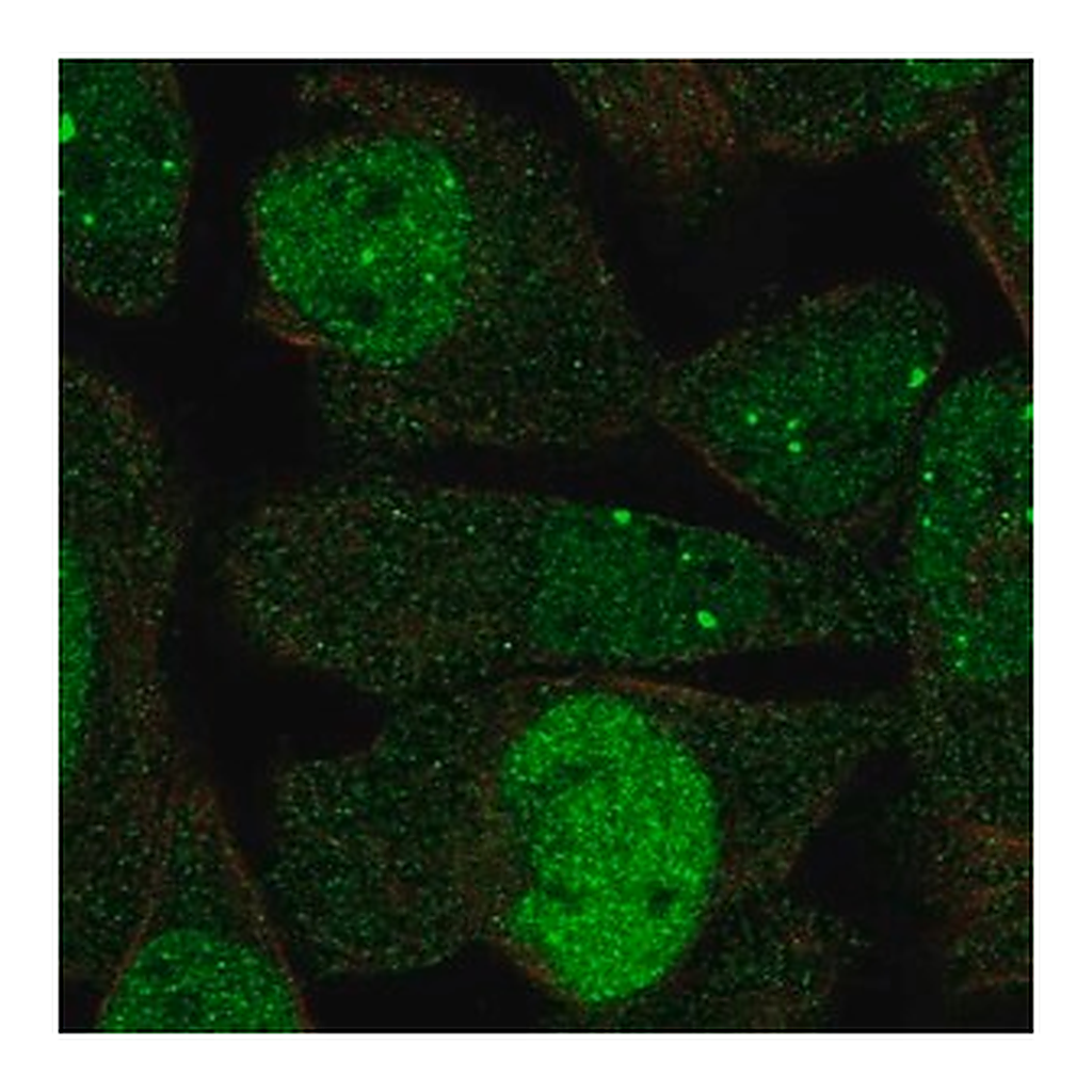 Merck Anti-DBF4 antibody produced in rabbit