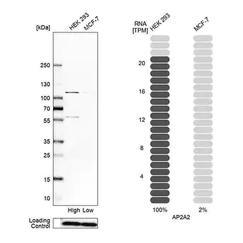 Merck Anti-AP2A2 antibody produced in rabbit