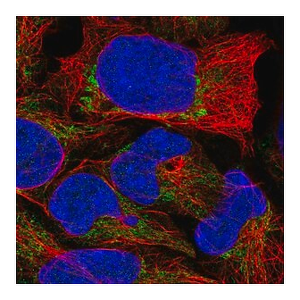 Merck Anti-TRMU antibody produced in rabbit