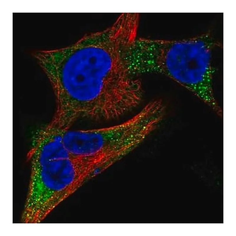 Merck Anti-TYR antibody produced in rabbit