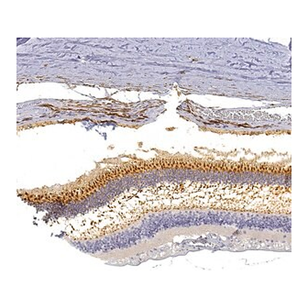 Merck Anti-GNGT2 antibody produced in rabbit