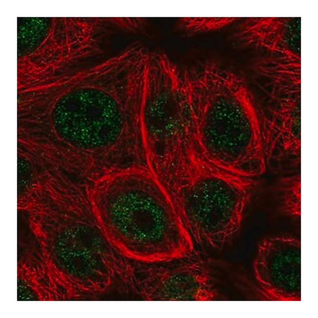 Merck Anti-MSRB1 antibody produced in rabbit