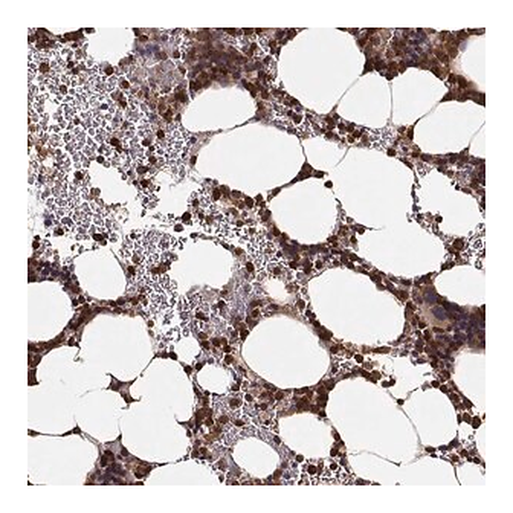 Merck Anti-ARHGEF2 antibody produced in rabbit