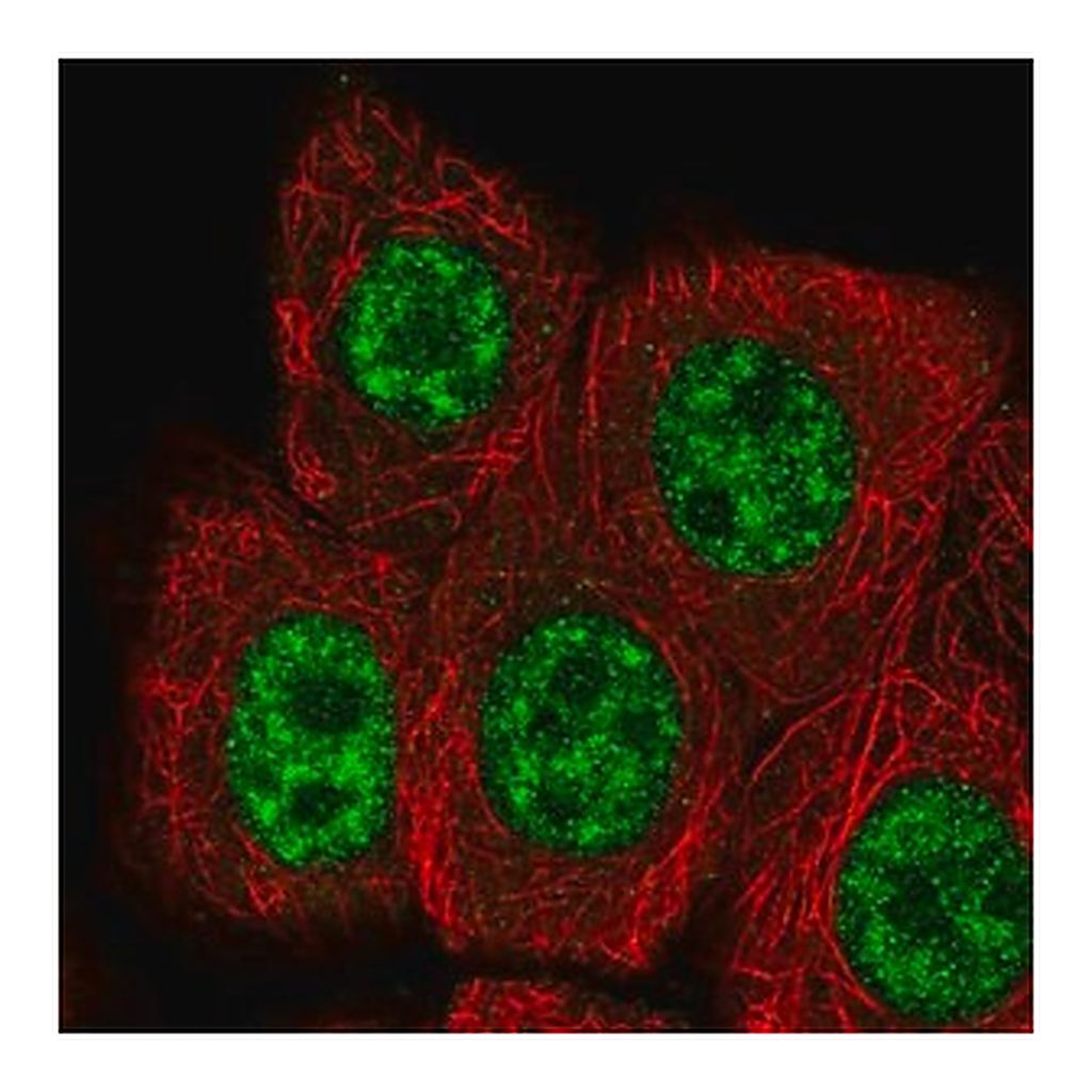Merck Anti-RBBP6 antibody produced in rabbit