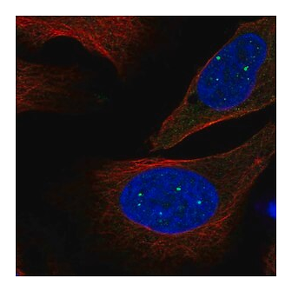 Merck Anti-EVI5L antibody produced in rabbit