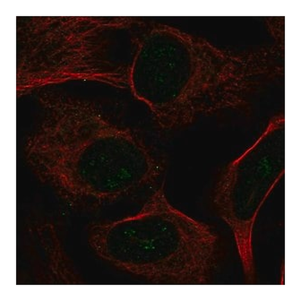 Merck Anti-UTP4 antibody produced in rabbit