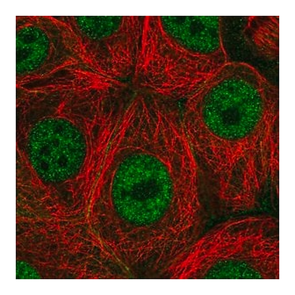 Merck Anti-PAF1 antibody produced in rabbit