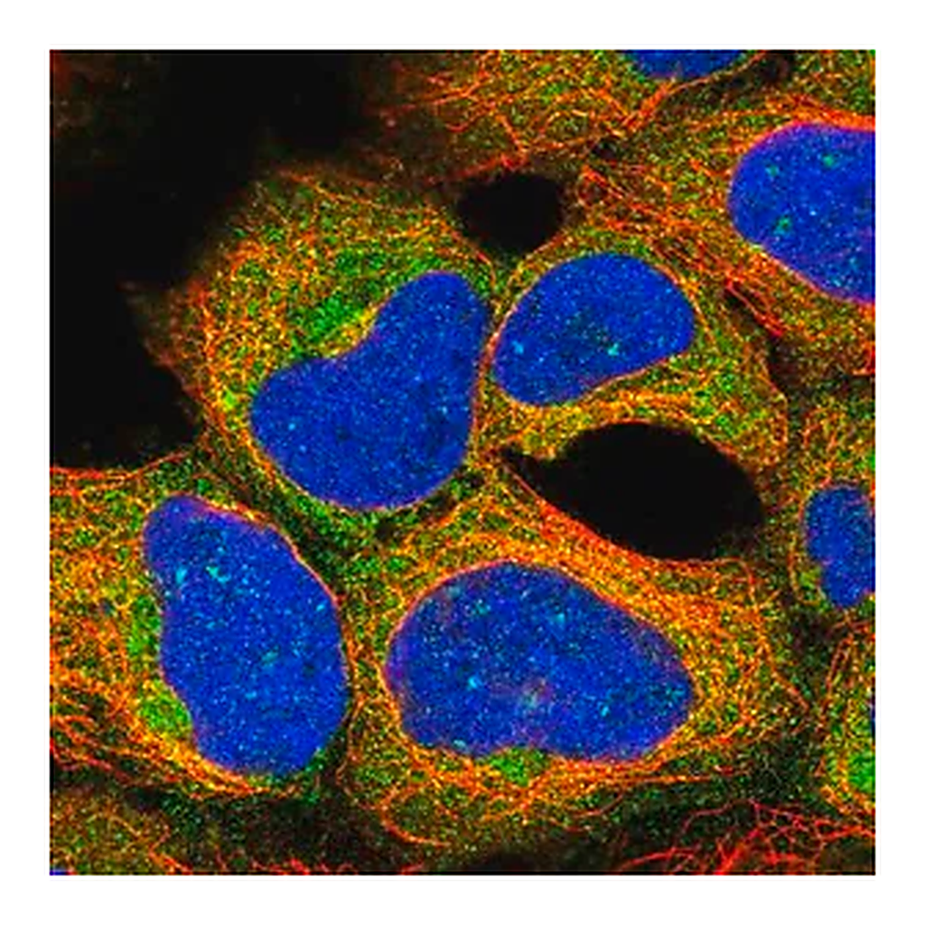 Merck Anti-AKT1S1 antibody produced in rabbit