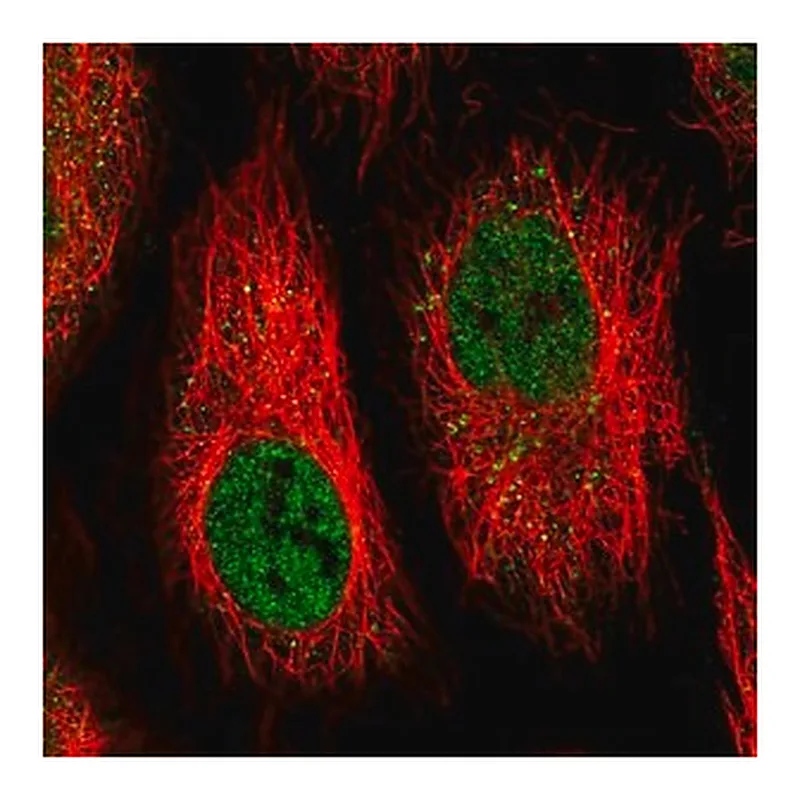 Merck Anti-IFI44 antibody produced in rabbit