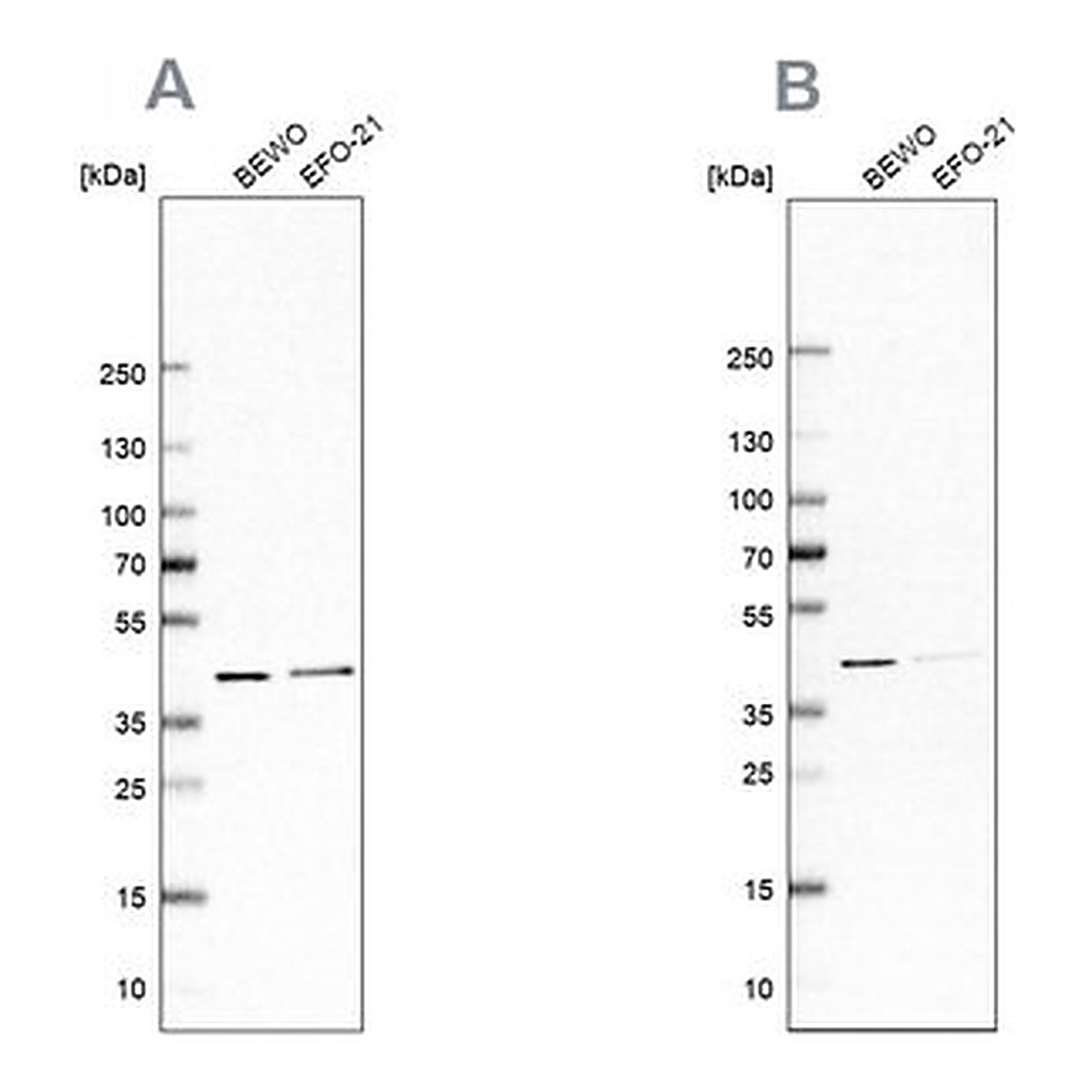 Merck Anti-PCBP1 antibody produced in rabbit