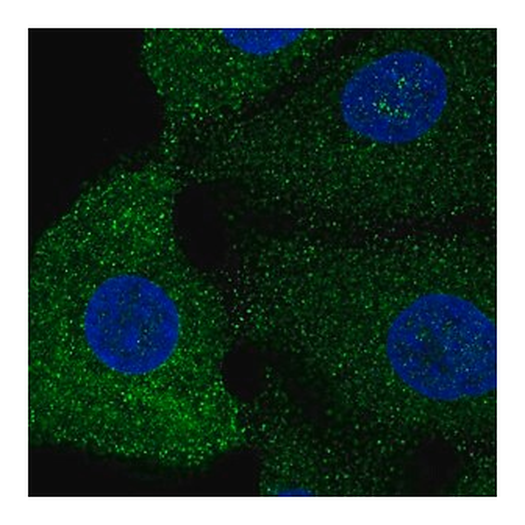 Merck Anti-SREBF1 antibody produced in rabbit