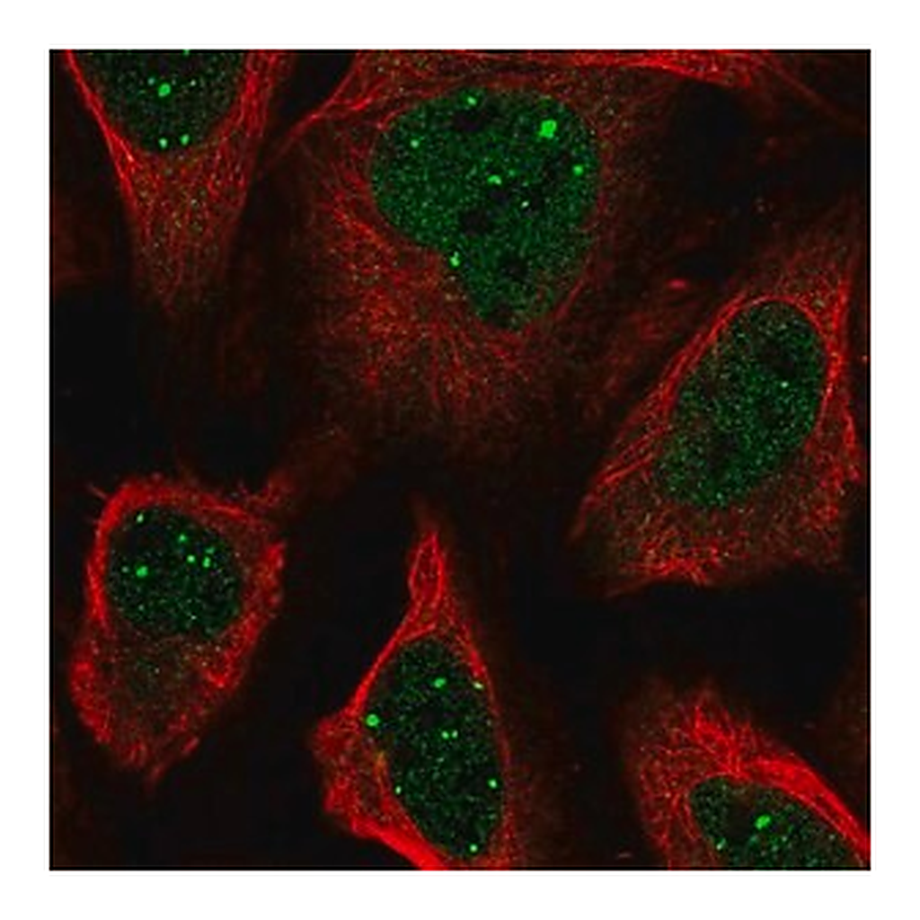 Merck Anti-SH3BP5 antibody produced in rabbit
