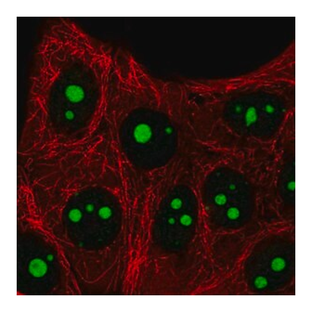 Merck Anti-SETMAR antibody produced in rabbit