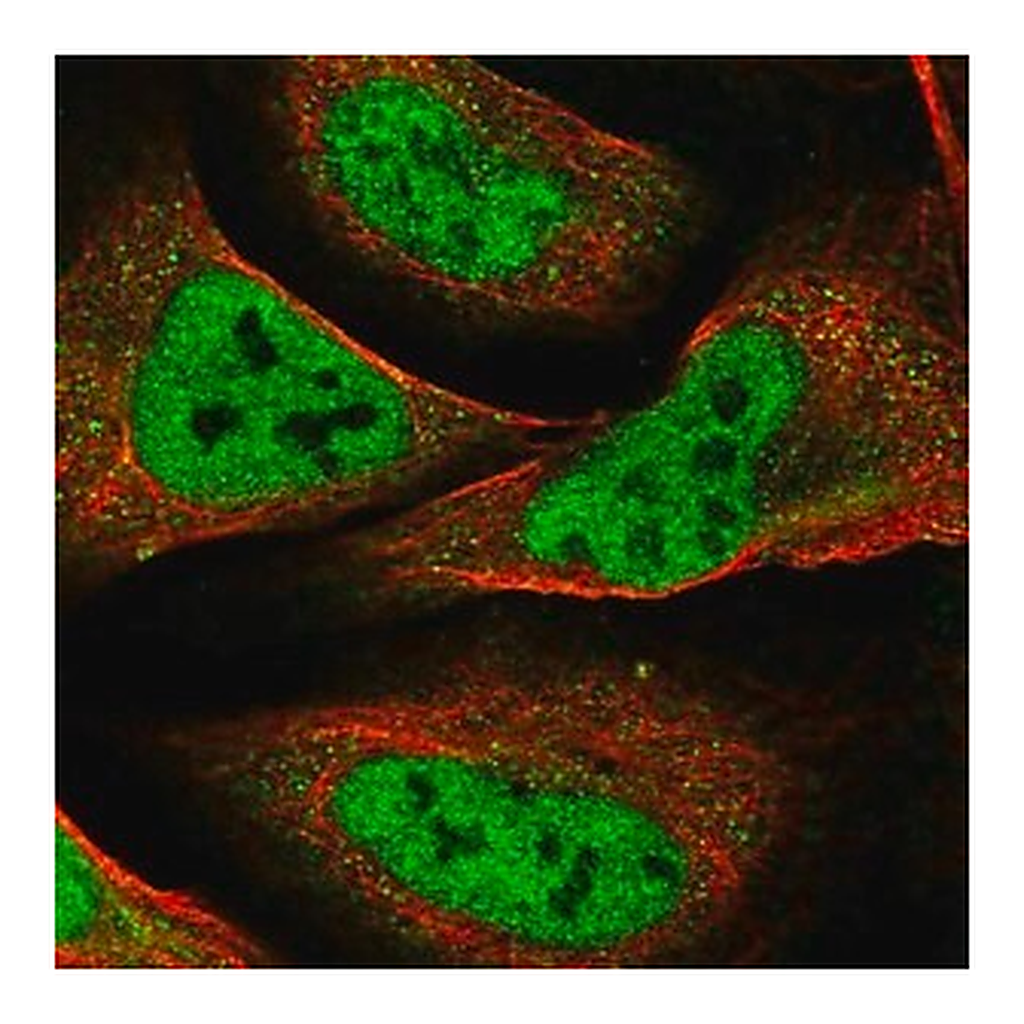 Merck Anti-NELFA antibody produced in rabbit