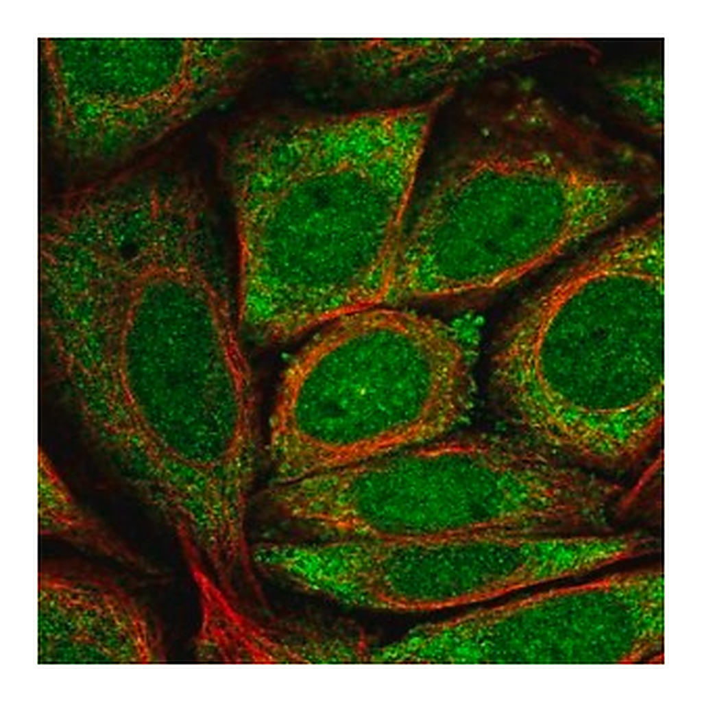 Merck Anti-GK5 antibody produced in rabbit