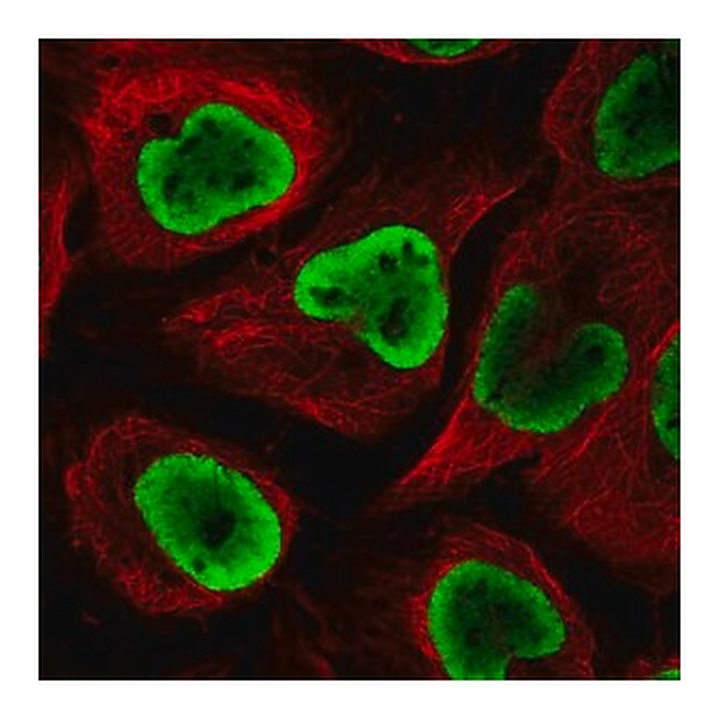 Merck Anti-NUP54 antibody produced in rabbit