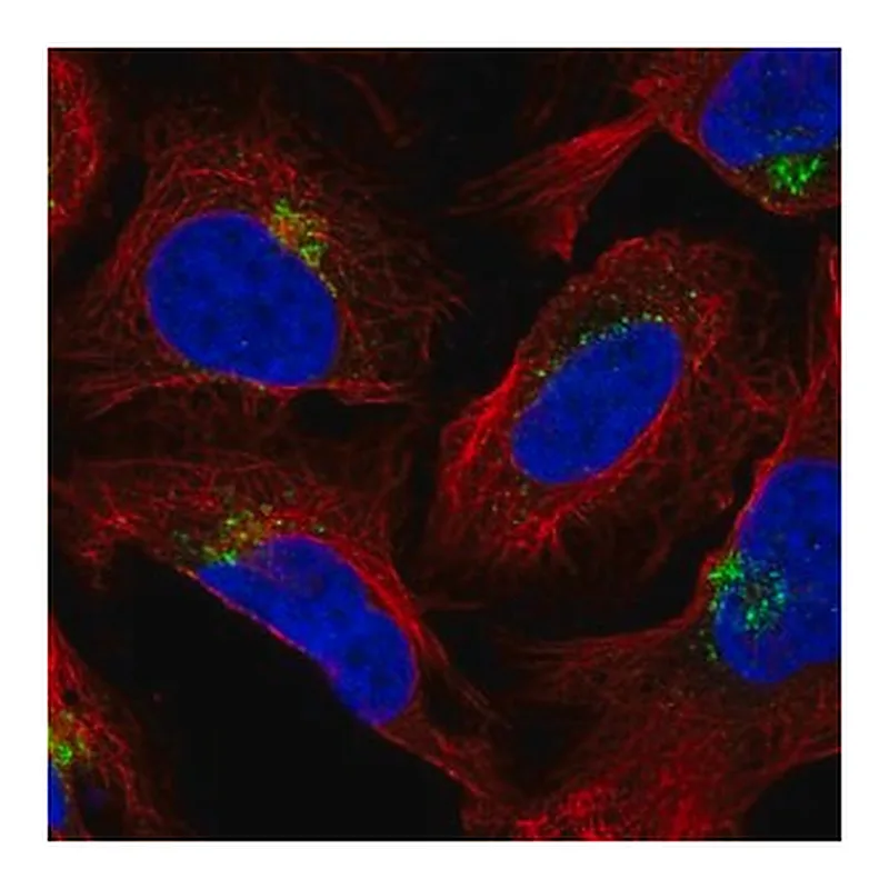 Merck Anti-AP1AR antibody produced in rabbit