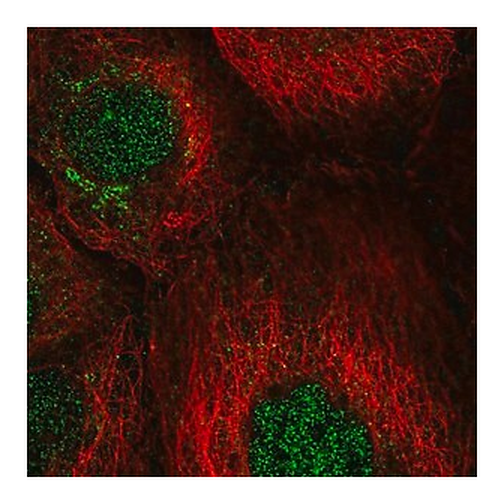Merck Anti-CCNJ antibody produced in rabbit