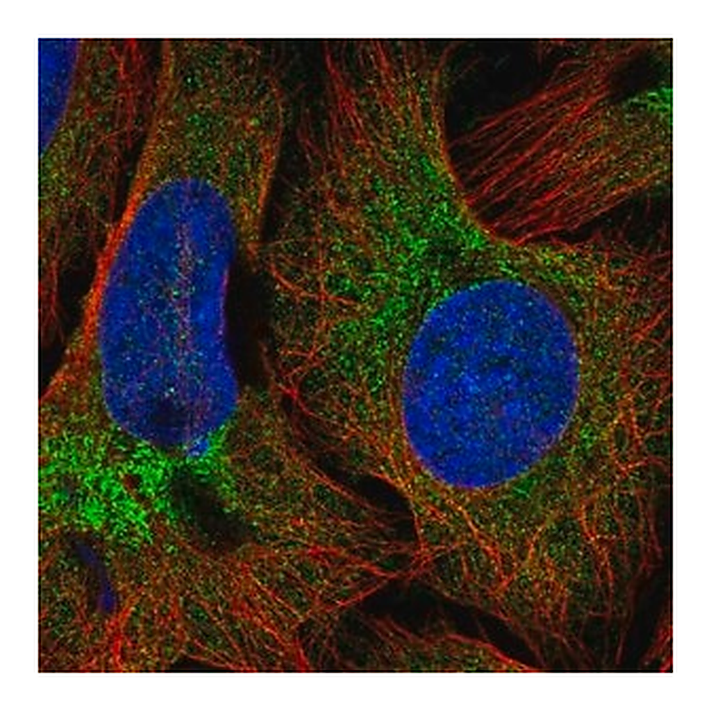 Merck Anti-COPB2 antibody produced in rabbit