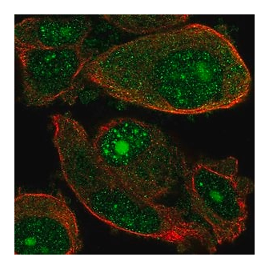 Merck Anti-WDSUB1 antibody produced in rabbit