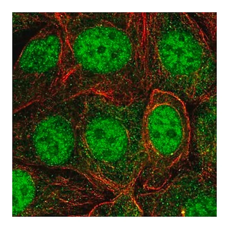 Merck Anti-SKP1 antibody produced in rabbit
